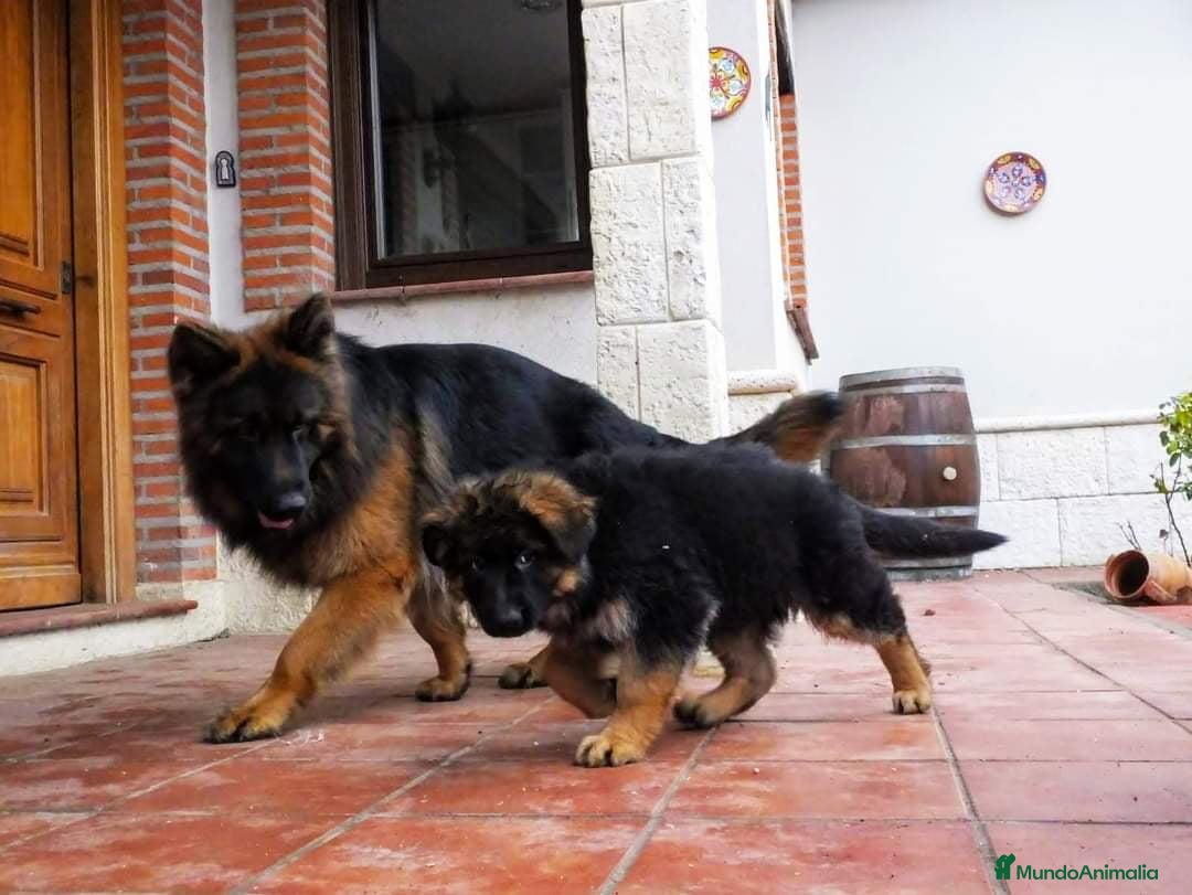 Imagen de galería {{count}}