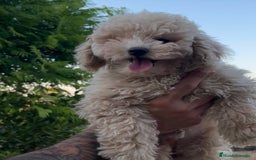 Caniche Toy perros en venta: Caniche Apricot  - Imagen 2