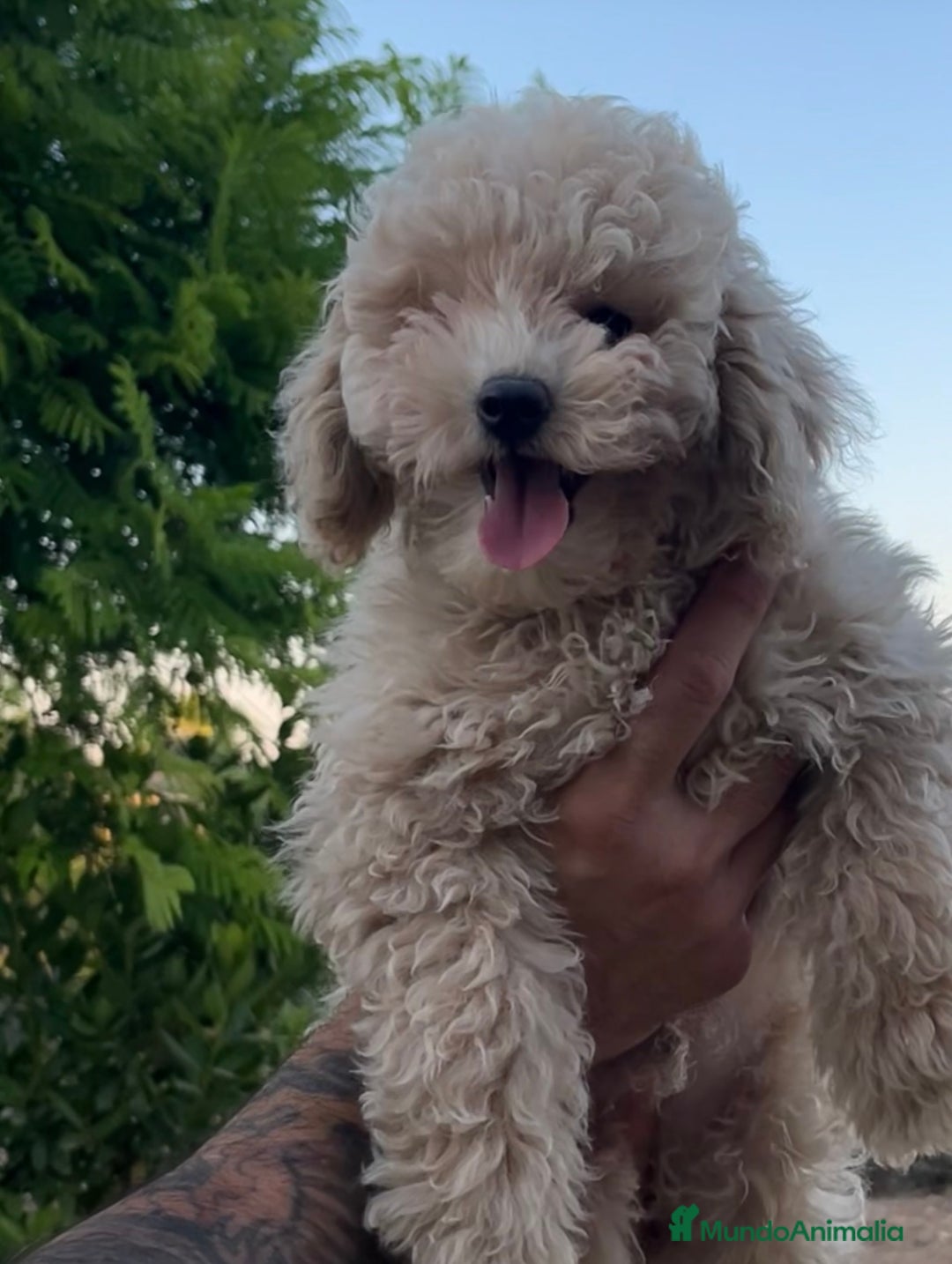 Caniche Toy perros en venta: Caniche Apricot  - Imagen 2