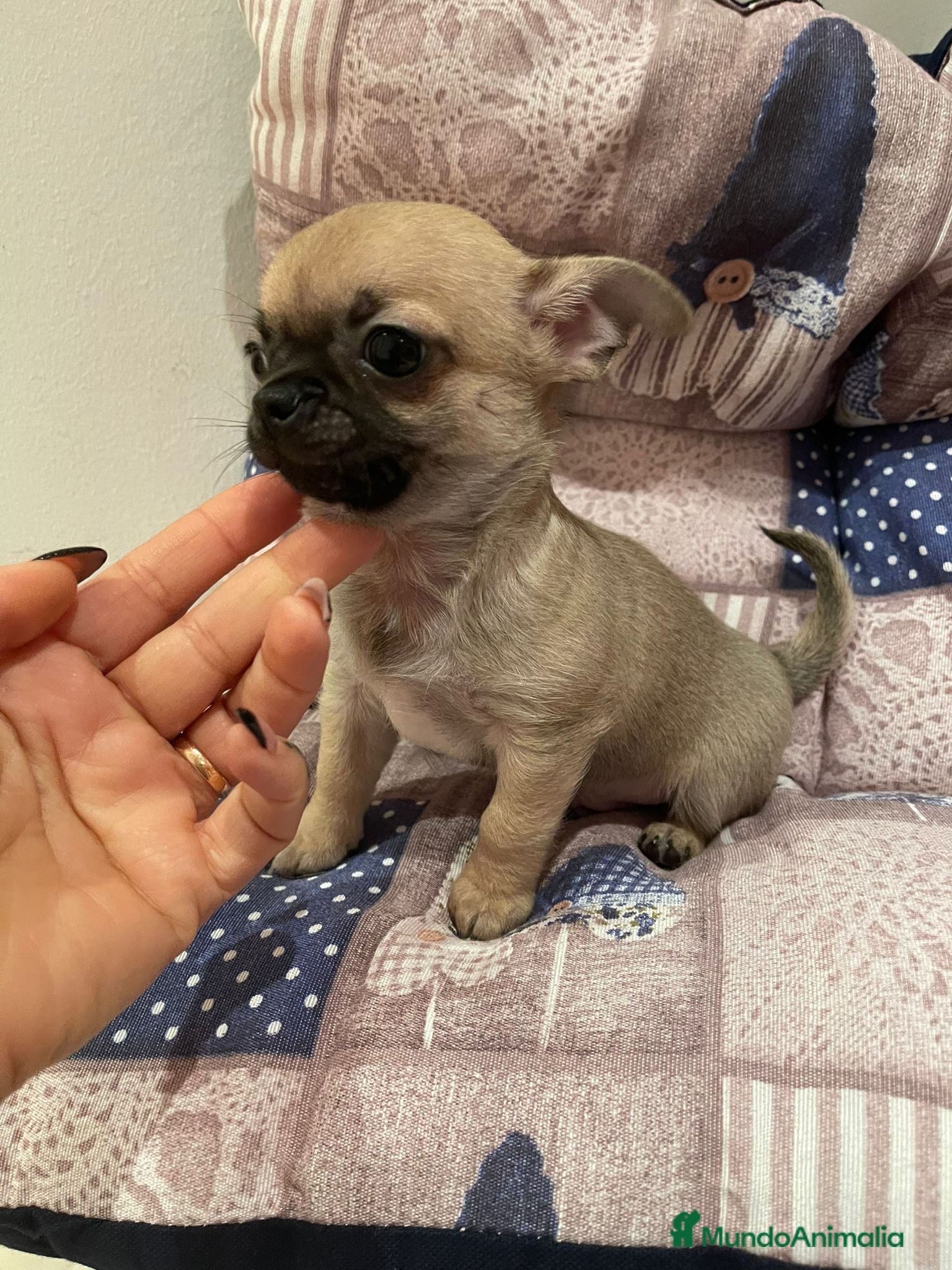 Chihuahua perros Chihuahua miniatura  - Anuncio 1