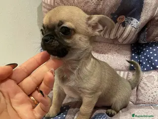 Chihuahua perros Chihuahua miniatura - Anuncio 1