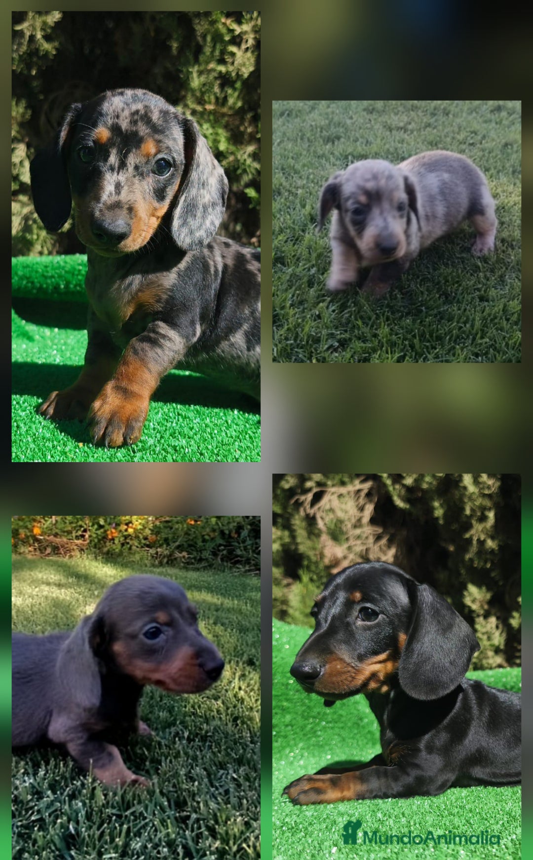 Teckel perros en venta: Teckel Hembra y Macho - Imagen 1