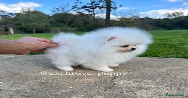 Pomerania perros - Anuncio 4