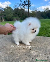 Pomerania perros - Anuncio 5