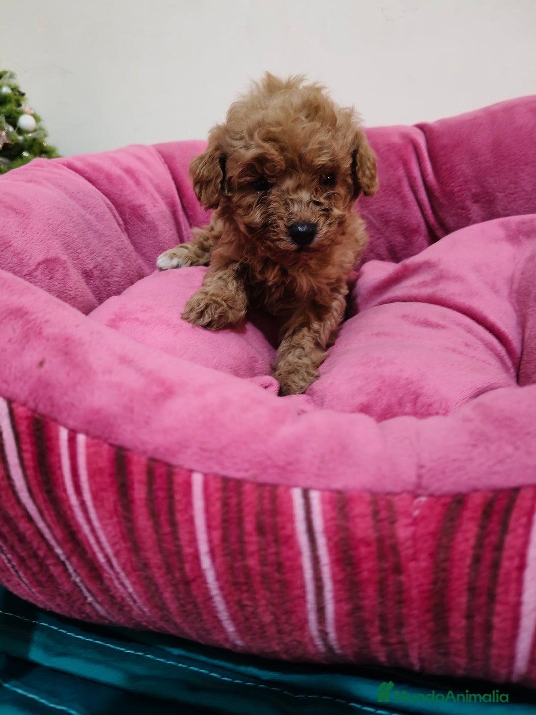 Caniche Toy perros en venta: Caniche Toy - Anuncio 5