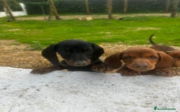 Teckel Miniatura perros en venta: Teckel miniaturas - Imagen 12