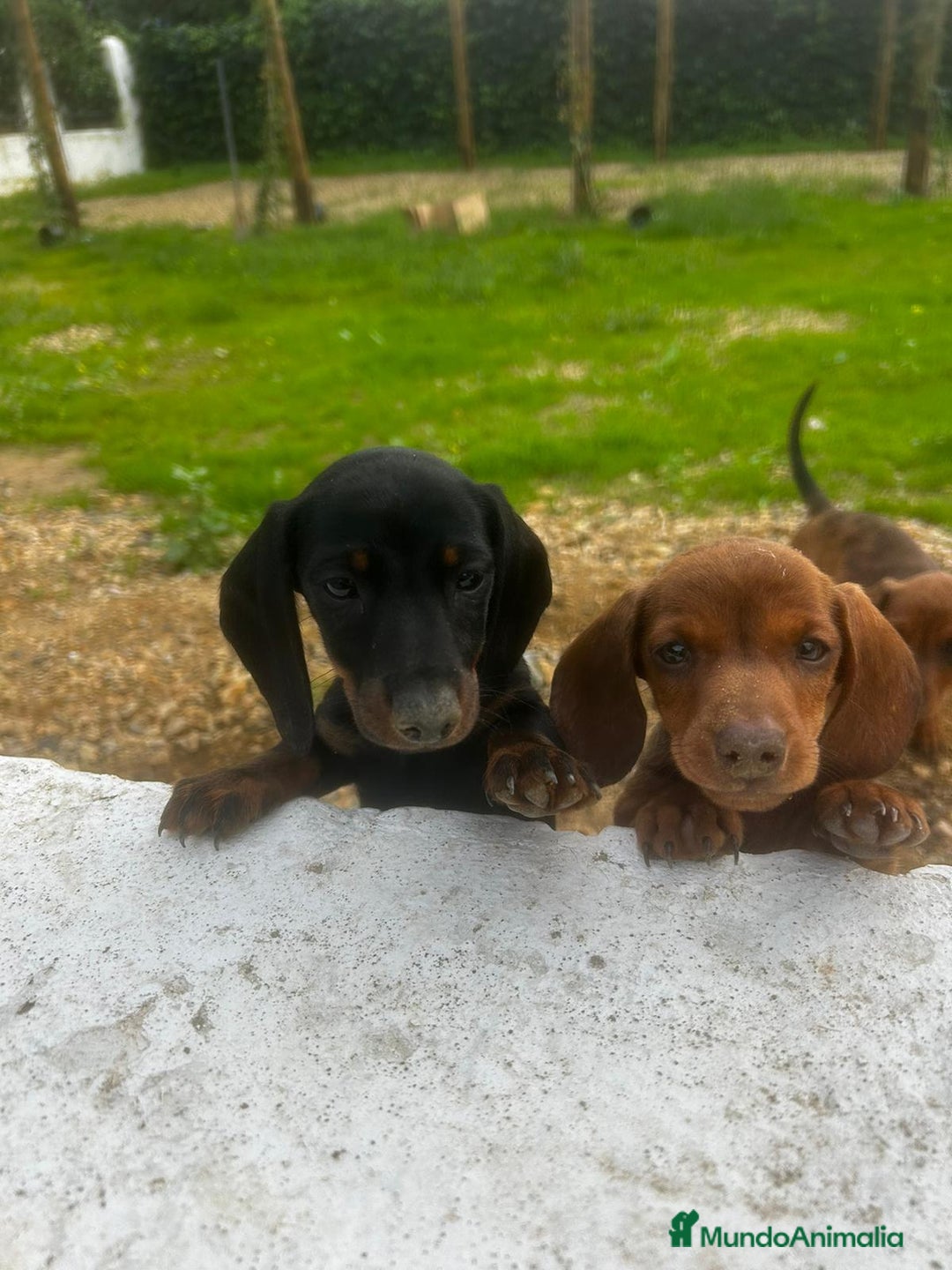 Teckel Miniatura perros en venta: Teckel miniaturas - Imagen 12