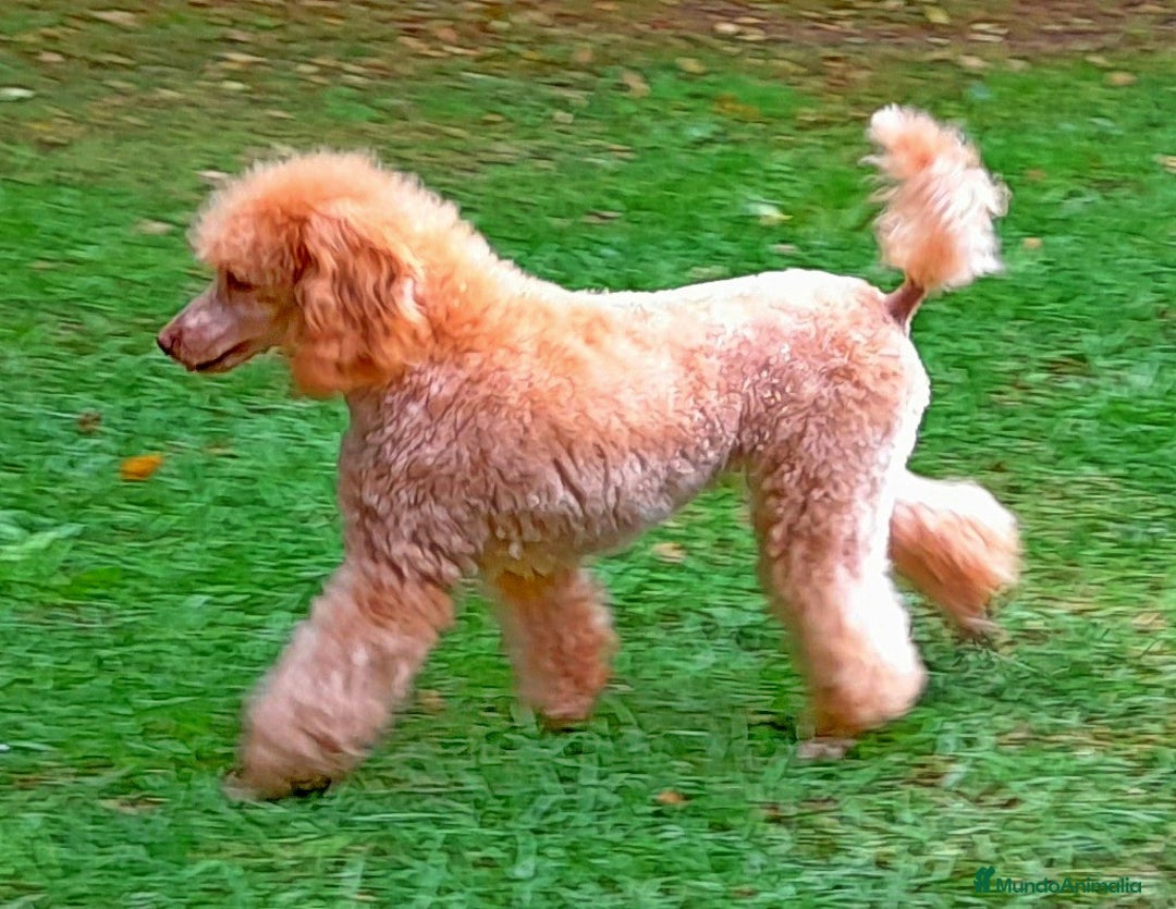 Caniche Enano perros en venta: Cachorros de Caniche Enano Leonado - Anuncio 3