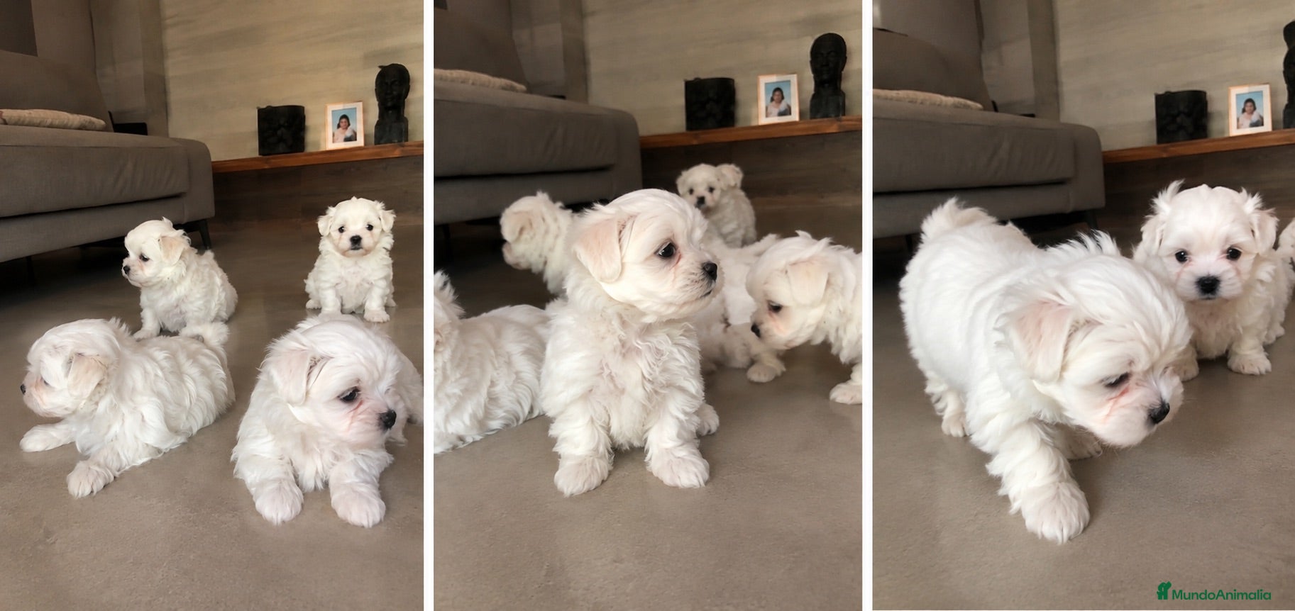 Bichón Maltés perros BICHON MALTES PUPPY  - Anuncio 4
