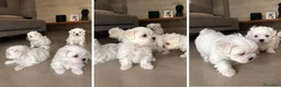 Bichón Maltés perros en venta: BICHON MALTES PUPPY  - Anuncio 1