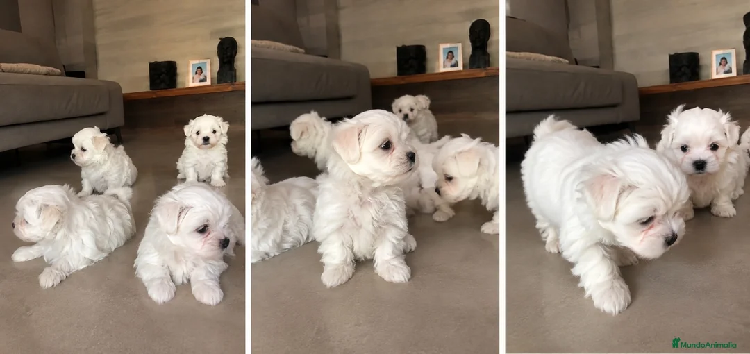 Bichón Maltés perros en venta: BICHON MALTES PUPPY  - Anuncio 1