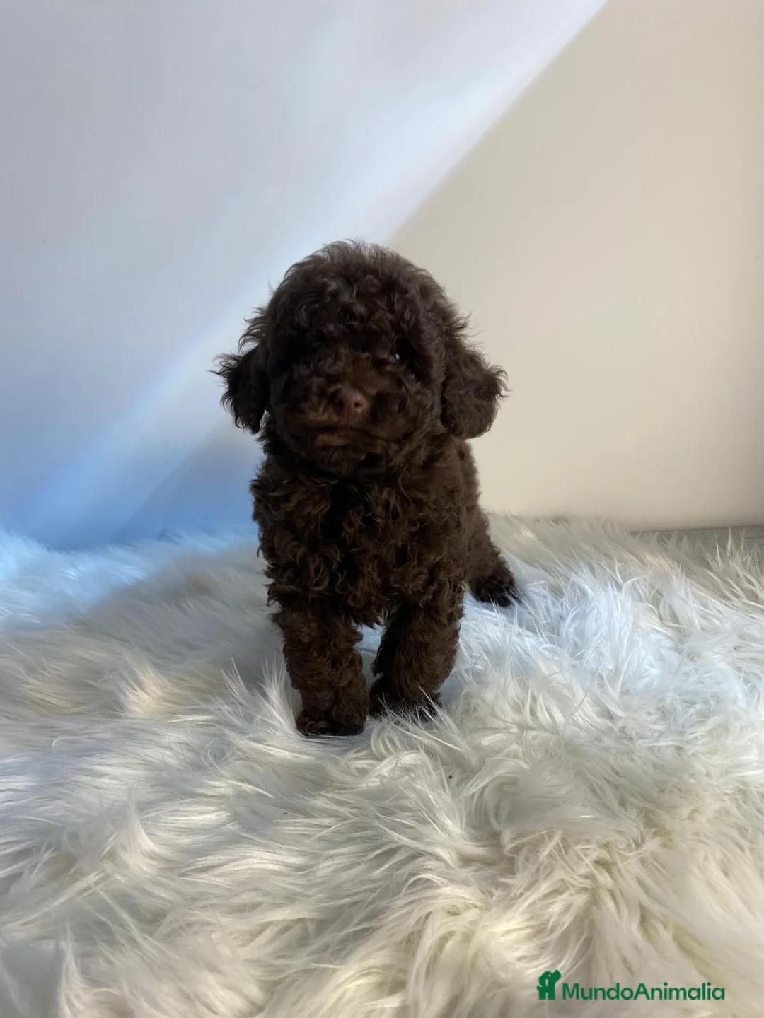 Caniche Toy perros en venta: CACHORRITO DE CANICHE TOY CHOCOLATE  - Anuncio 2