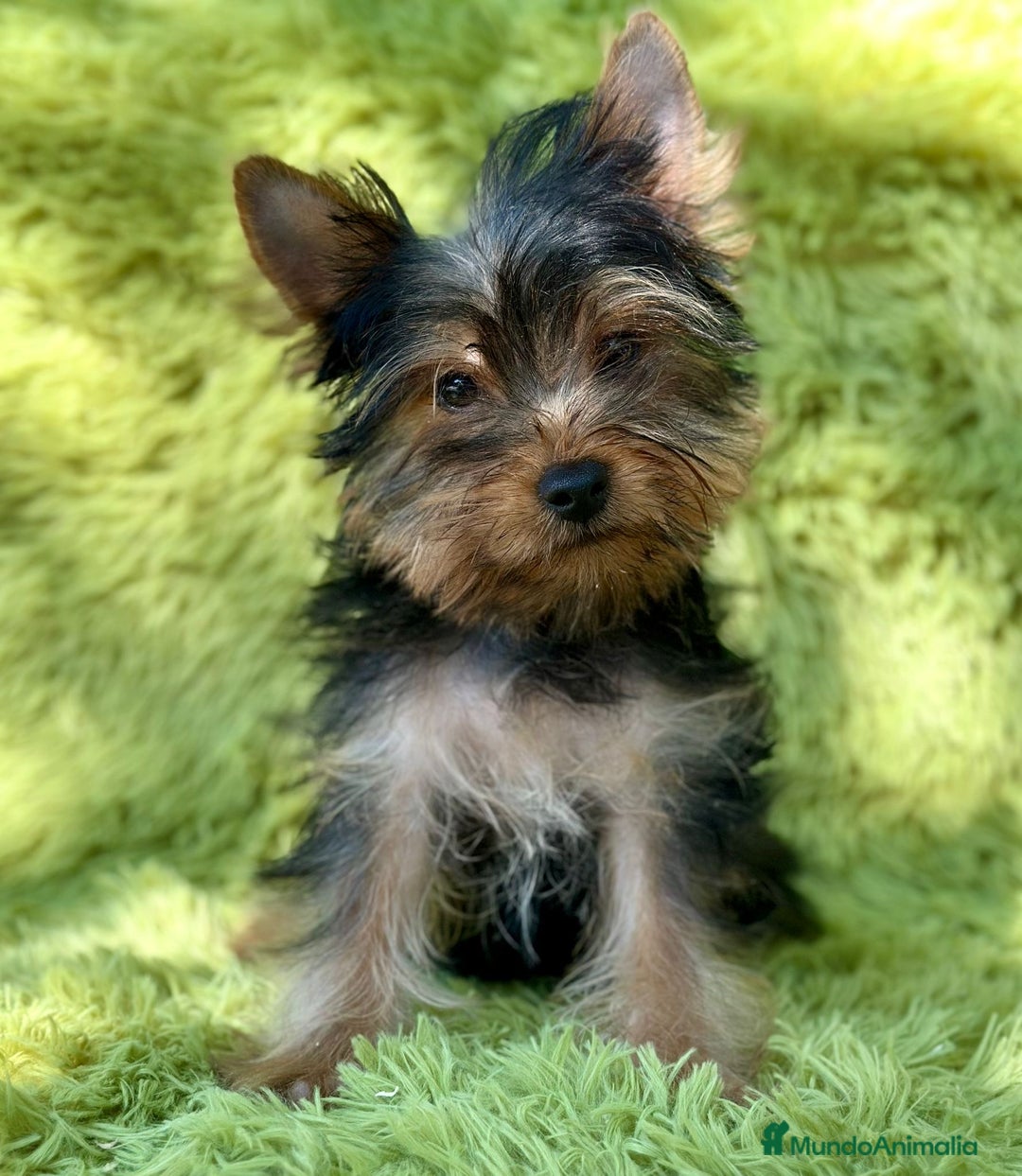 Yorkshire Terrier perros en venta: Yorki mini  - Imagen 2