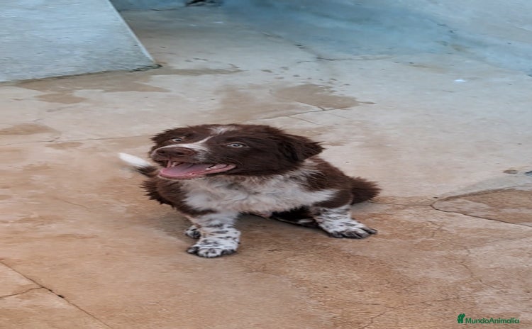 Border Collie perros - Propaganda 4