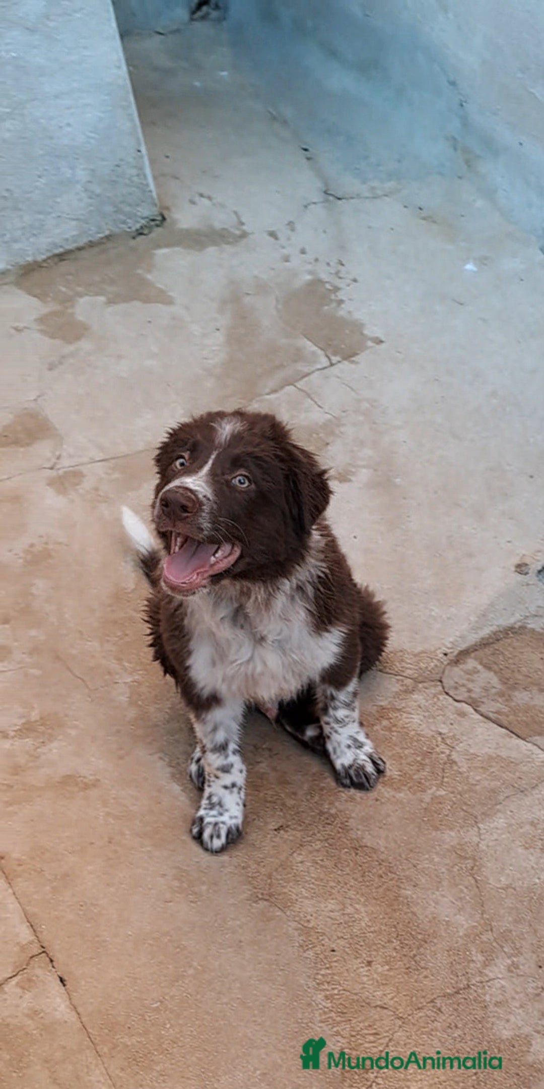 Border Collie perros en venta: Border collie  - Imagen 1