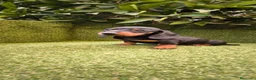 Teckel Miniatura perros en venta: teckel miniatura negro fuego machos y hembras  - Anuncio 13