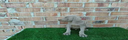Otras razas perros en venta: Bracos de weimar de calidad  - Anuncio 6