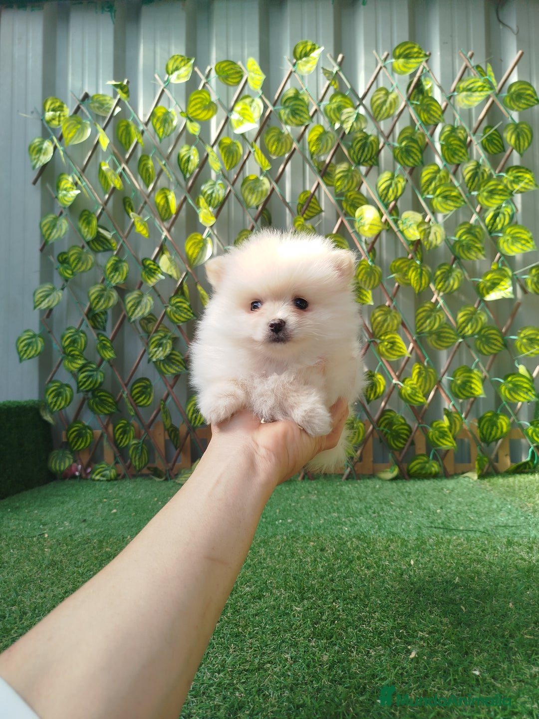 Pomerania perros en venta: Lulú de pomerania toy  - Anuncio 5
