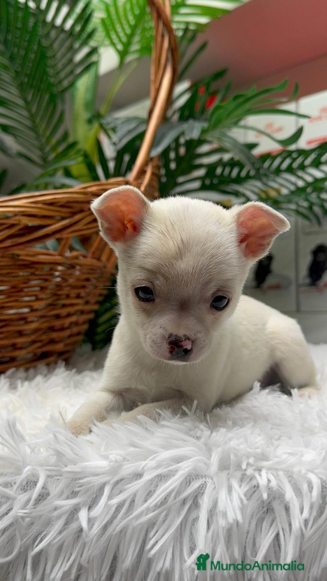 Chihuahua perros en venta: CHIHUAHUA MACHO - Anuncio 5