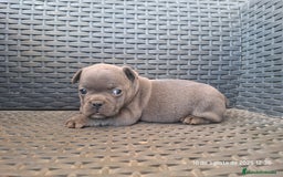 Bulldog Francés perros en venta: Cachorras de bulldog - Imagen 3