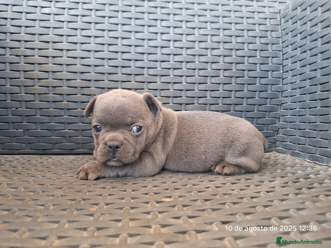 Bulldog Francés perros en venta: Cachorras de bulldog - Imagen 3