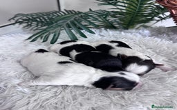 Yorkshire Terrier perros en venta: YORKSHIRE BIEWER HEMBRAS - Anuncio 11