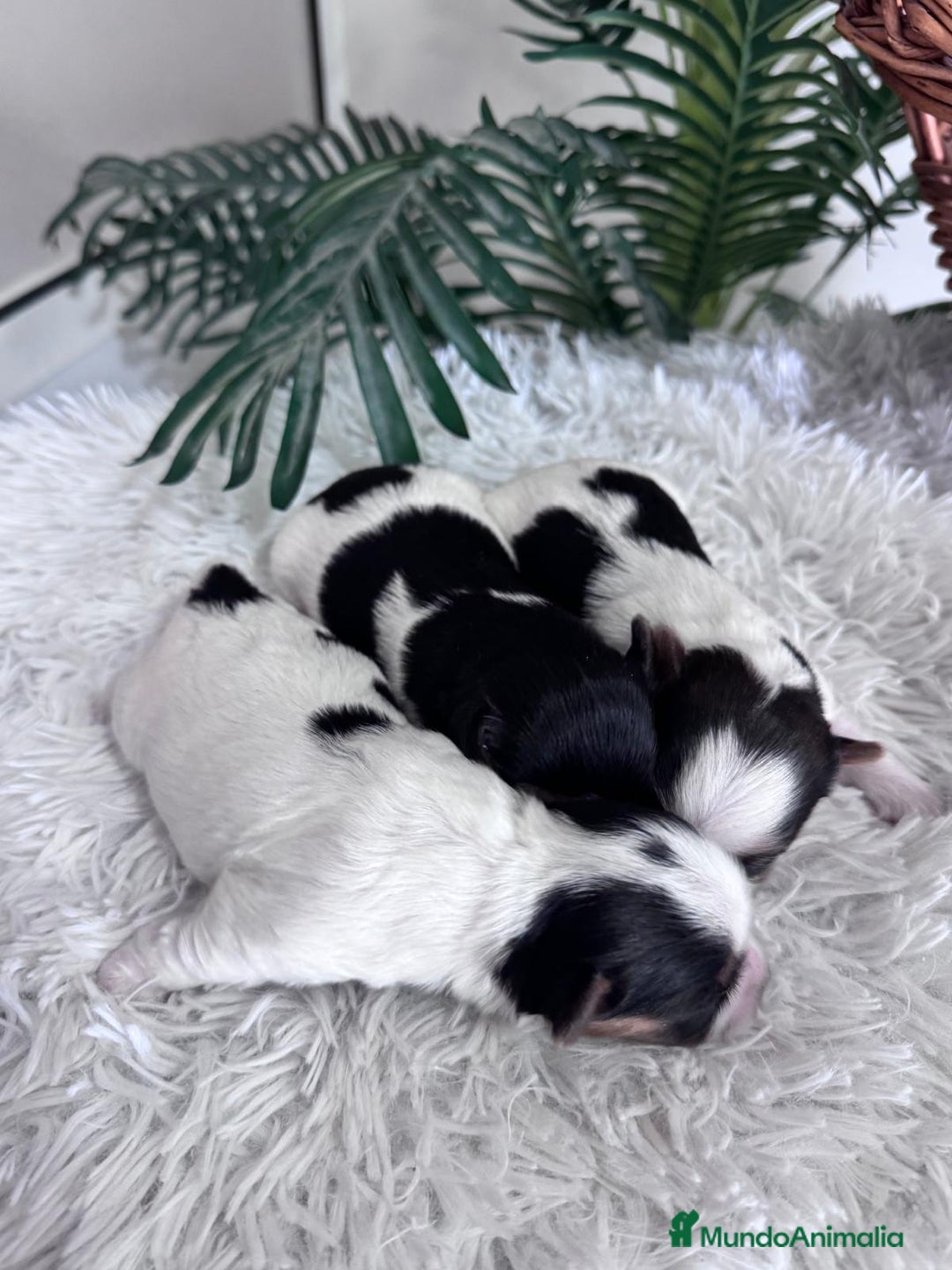 Yorkshire Terrier perros en venta: YORKSHIRE BIEWER HEMBRAS - Anuncio 11