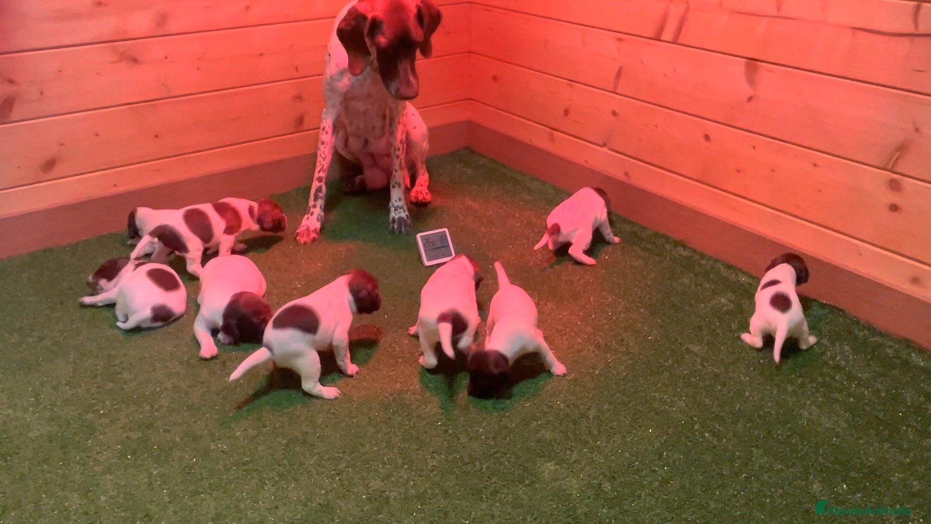 Braco Francés tipo Pirineos Talla Pequeña perros ÚNICA RESERVA DE CACHORRA BRACO FRANCÉS - Anuncio 21