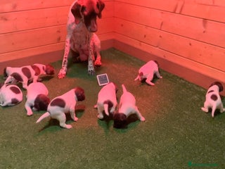 Braco Francés tipo Pirineos Talla Pequeña perros ÚNICA RESERVA DE CACHORRA BRACO FRANCÉS - Anuncio 1