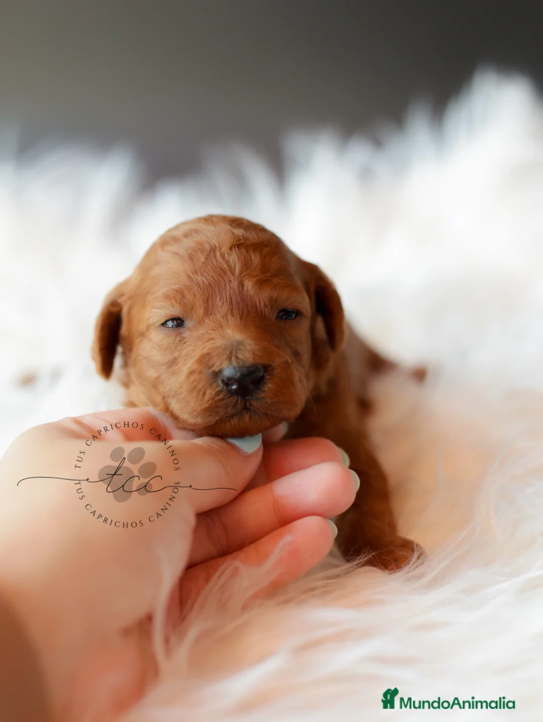 Caniche Toy perros en venta: HEMBRA CANICHE TOY ROJA - Anuncio 7