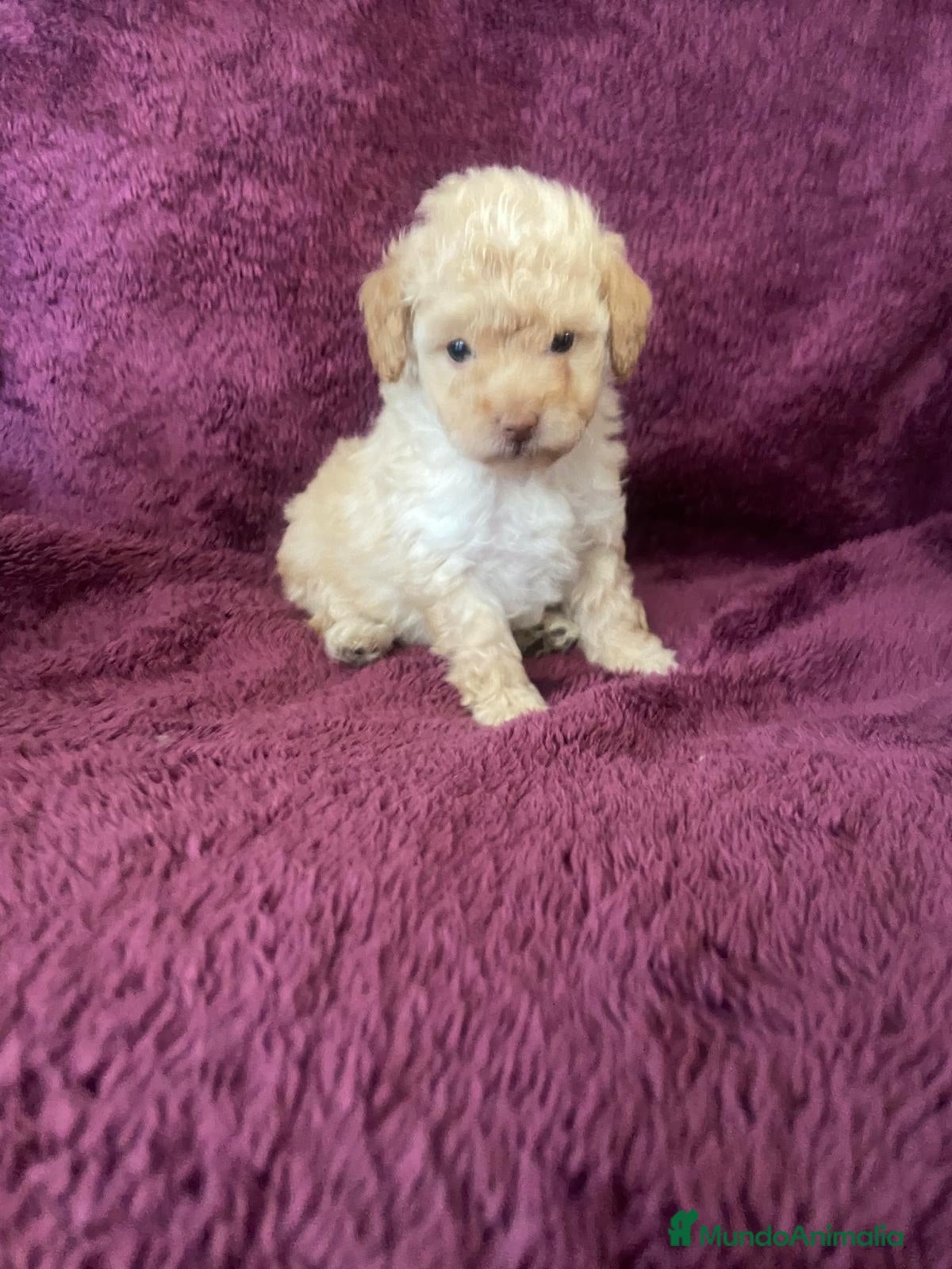 Caniche Toy perros 2 hembritas de caniche toy  - Anuncio 9