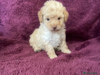 Caniche Toy perros 2 hembritas de caniche toy - Anuncio 1