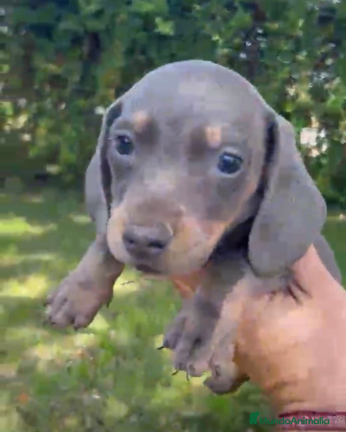 Teckel perros Teckels mini  - Anuncio 1