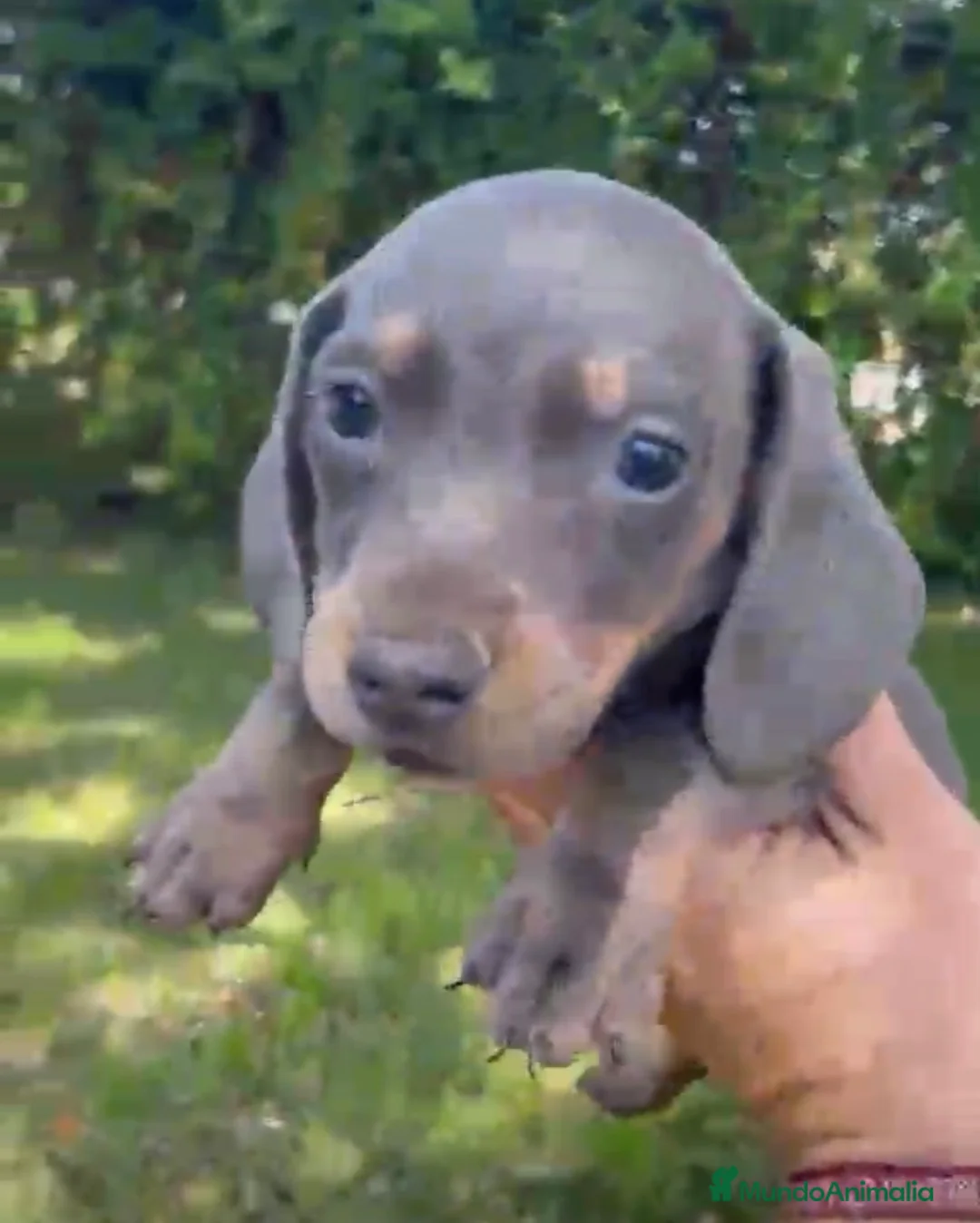 Teckel perros en venta: Teckels mini  - Anuncio 1