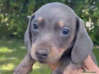 Teckel perros Teckels mini - Anuncio 1