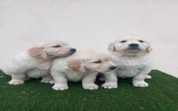 Golden Retriever perros en venta: Espectaculares ejemplares de GOLDEN RETRIEVER  - Anuncio 8