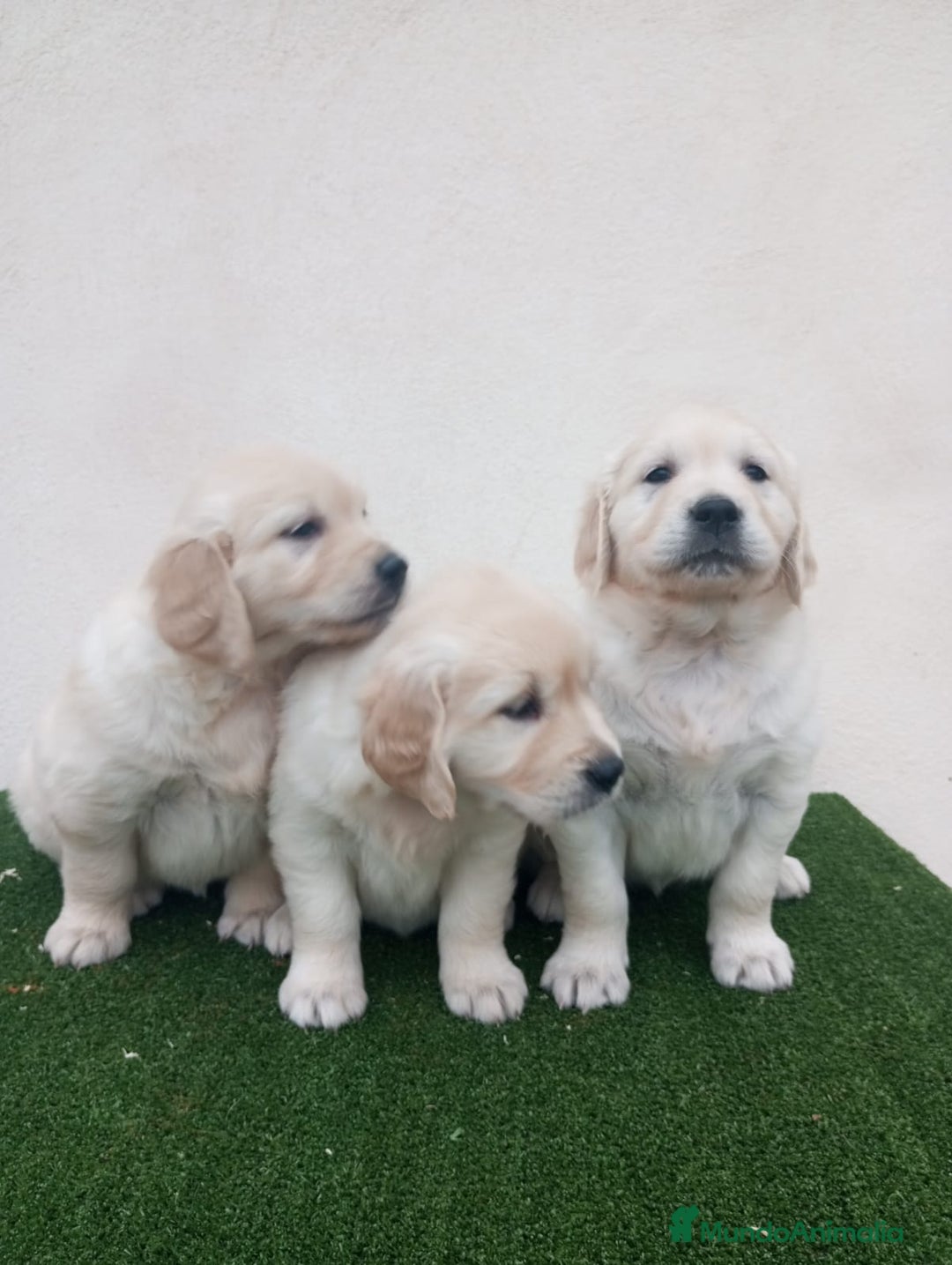 Golden Retriever perros en venta: Espectaculares ejemplares de GOLDEN RETRIEVER  - Anuncio 8