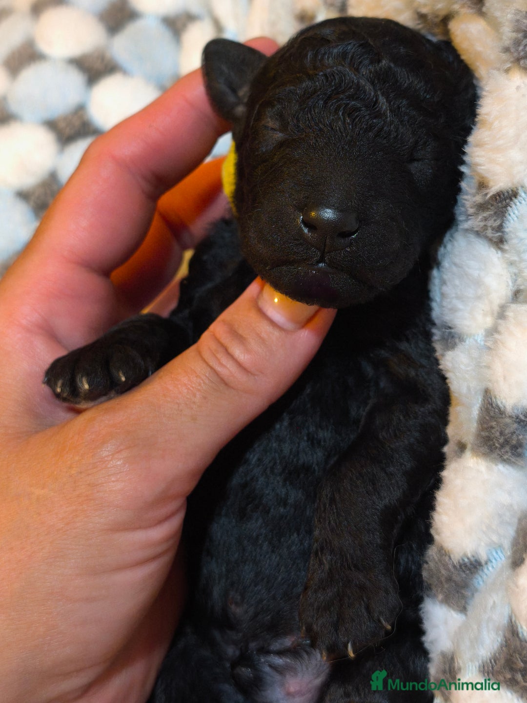 Caniche Gigante perros en venta: Cachorros caniche gigante  - Imagen 9