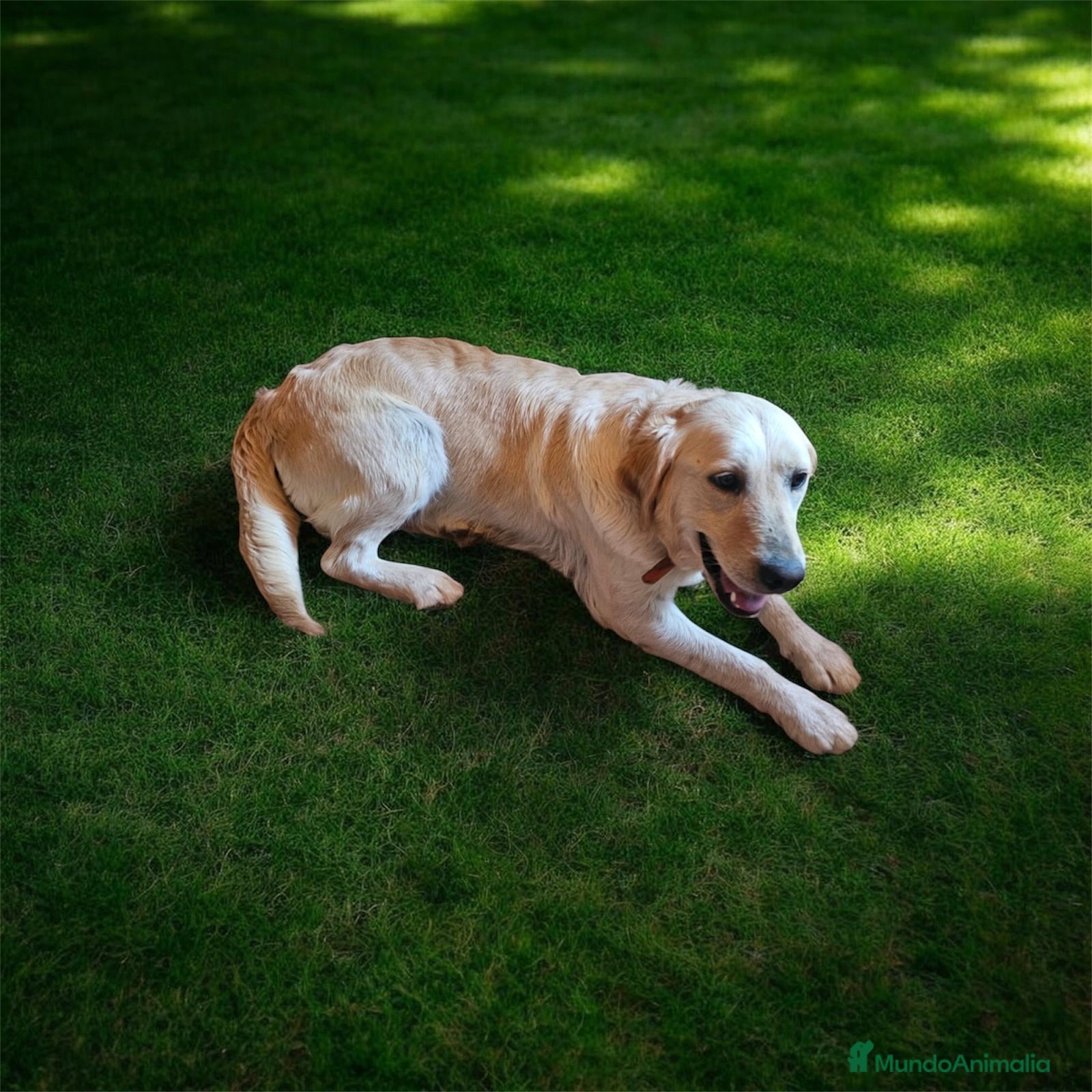 Golden Retriever perros Golden - Anuncio 9
