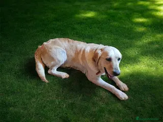 Golden Retriever perros Golden - Anuncio 9