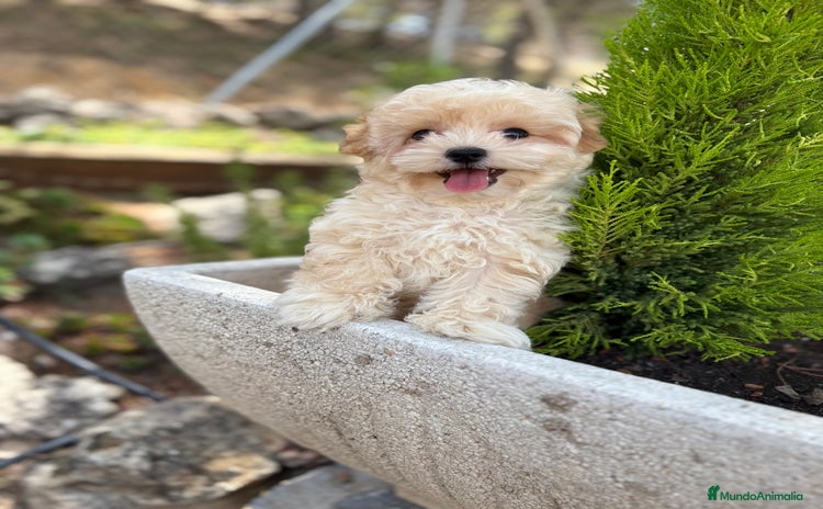 Maltipoo perros - Propaganda 2