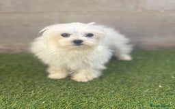 Bichón Maltés perros en venta: Bichon maltés toy - Imagen 2