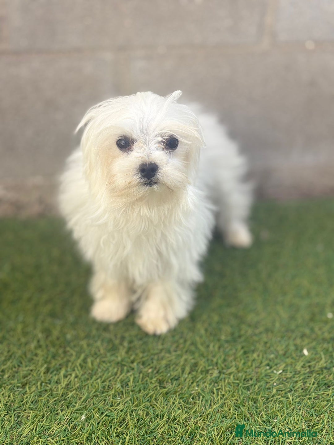 Bichón Maltés perros en venta: Bichon maltés toy - Imagen 2