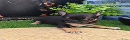 Chihuahua perros en venta: CHIHUAHUAS - Anuncio 1