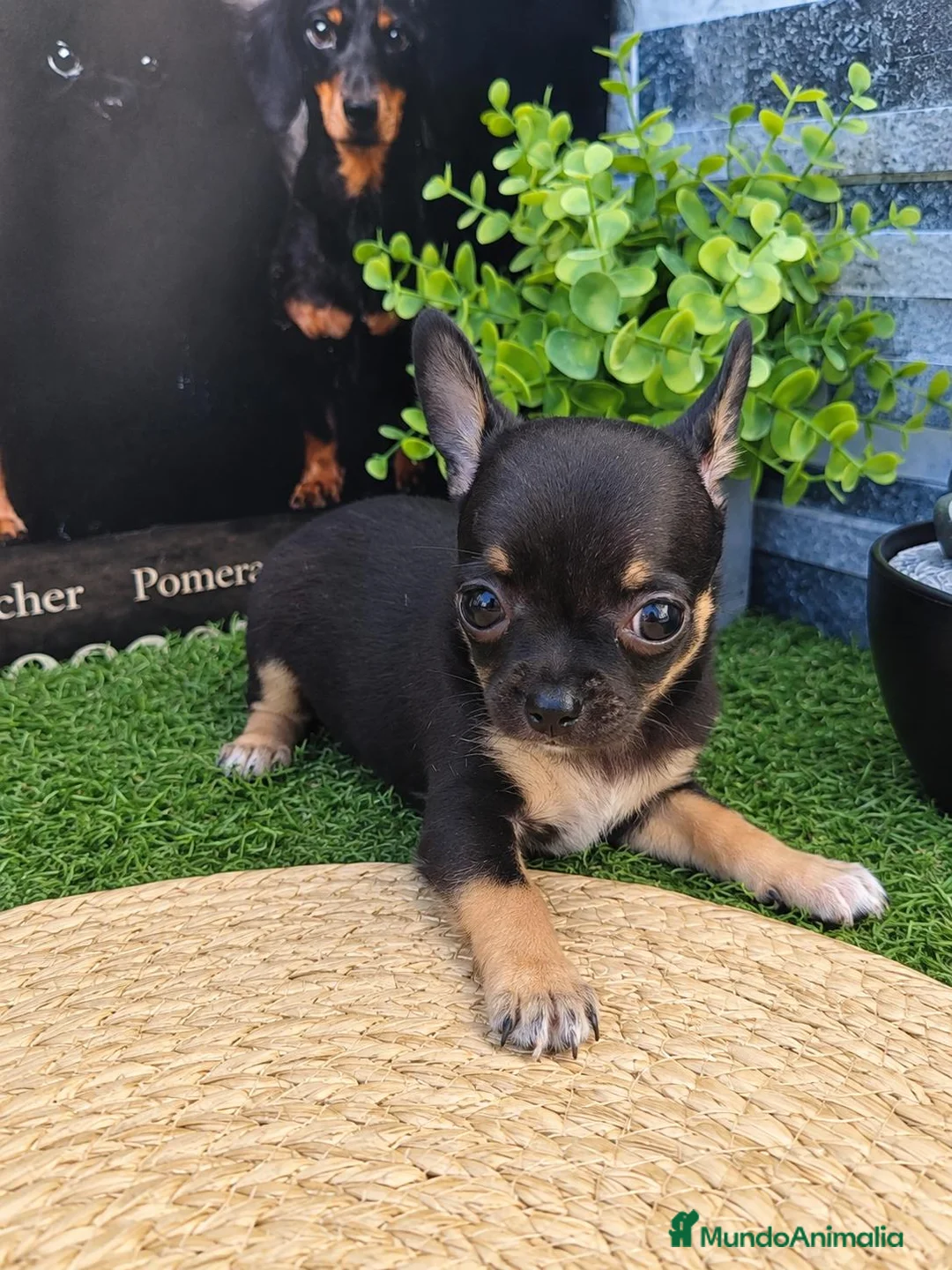 Chihuahua perros en venta: CHIHUAHUAS - Anuncio 1