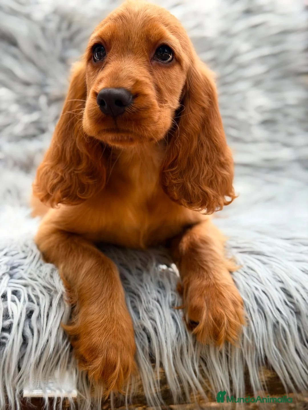 Cocker Spaniel Inglés perros en venta: COCKER SPANIEL INGLÉS CALIDAD - Anuncio 1