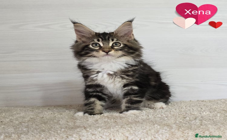 Maine Coon gatos - Propaganda 1