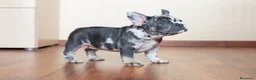 Bulldog Francés perros en venta: BULLDOG FRANCES - HUELVA - ENTREGA  - Anuncio 1