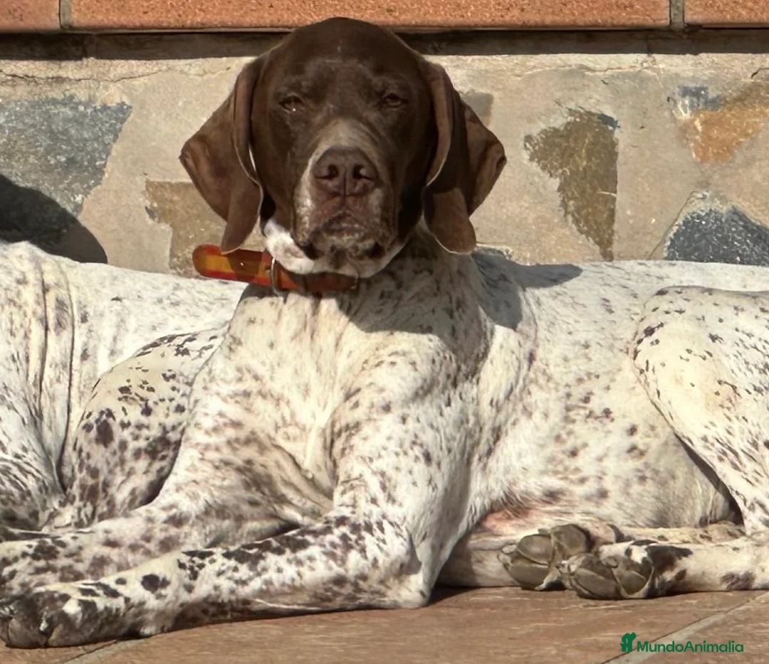 Braco Francés tipo Pirineos Talla Pequeña perros en venta: CACHORRA DE BRACO FRANCÉS DISPONIBLE - Anuncio 7