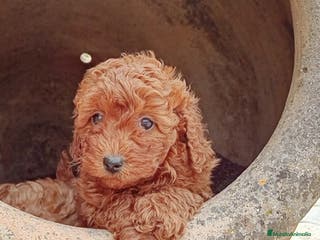 Caniche Enano perros Caniche - Anuncio 2